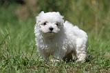 BICHON MALTAIS 053